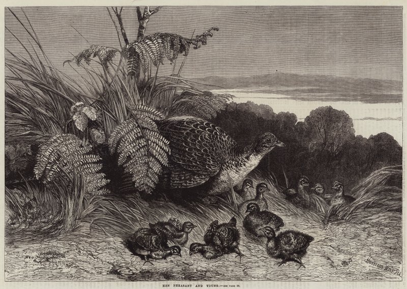 Henne und Küken von Harrison William Weir