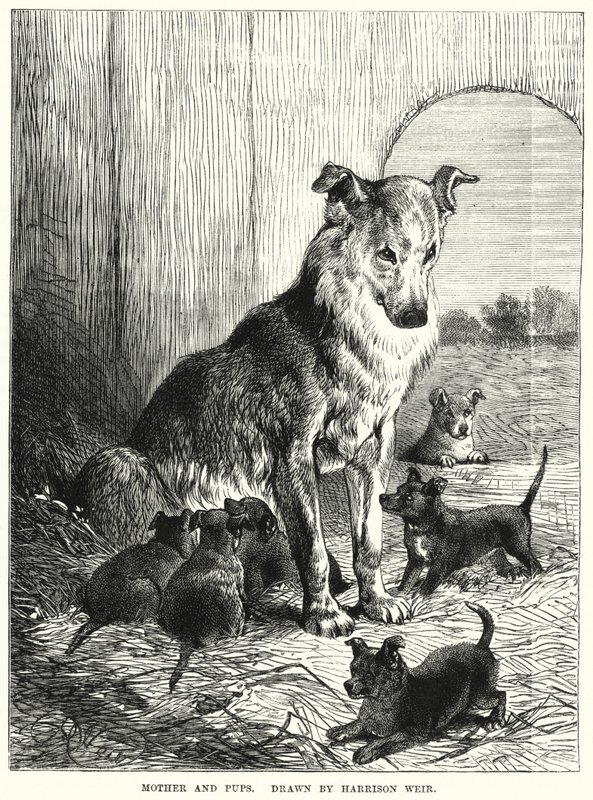 Mutter und Welpen (Stich) von Harrison William Weir
