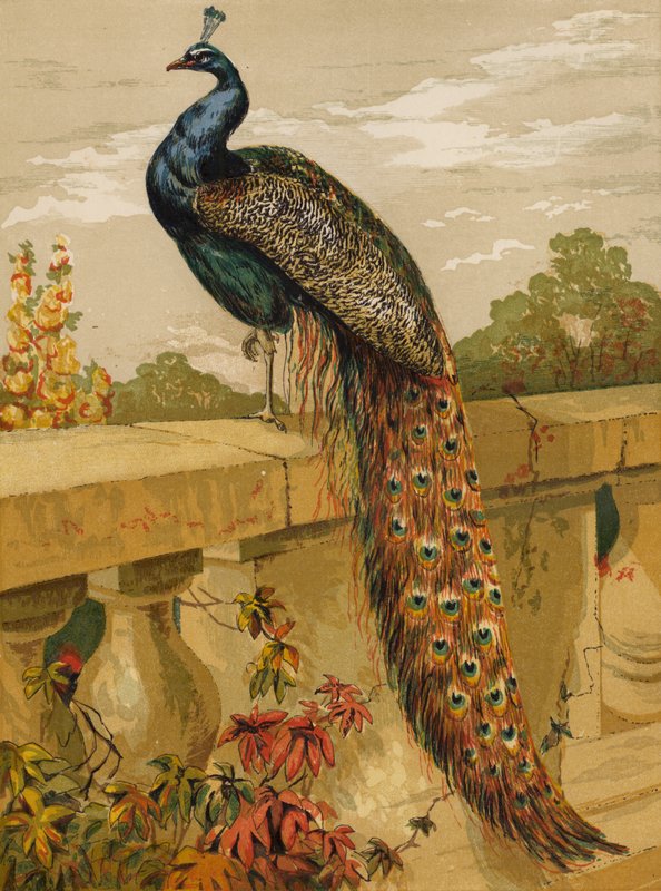 Pfau von Harrison William Weir