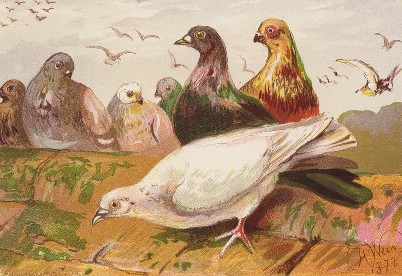 Tauben von Harrison William Weir