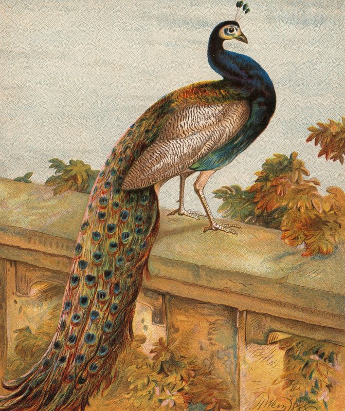 Stolz im Garten von Harrison William Weir