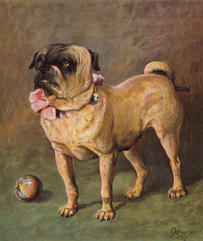 Puggy das Haustier (Farblithografie) von Harrison William Weir