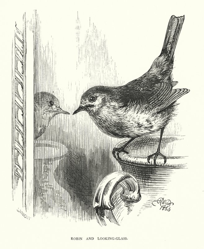 Robin und der Spiegel (Stich) von Harrison William Weir