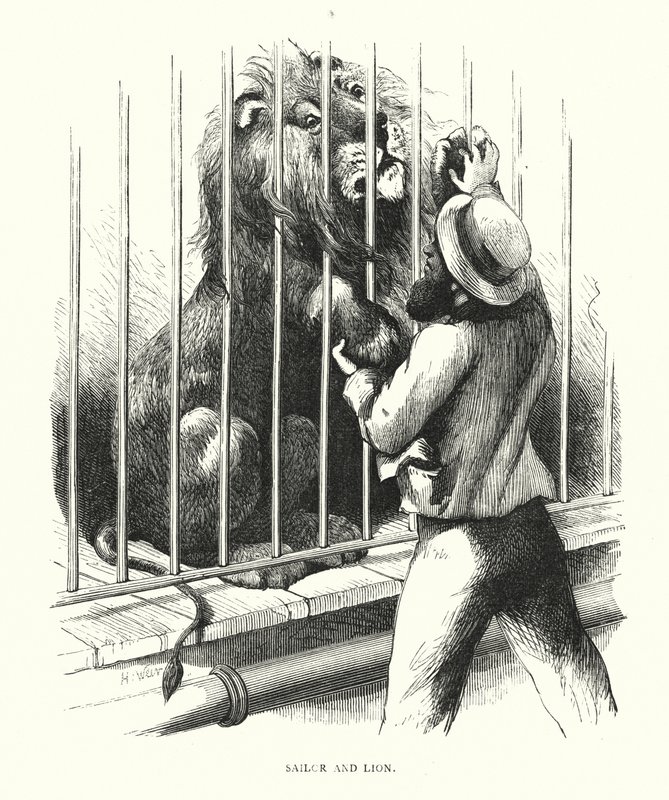 Matrose und Löwe (Gravur) von Harrison William Weir