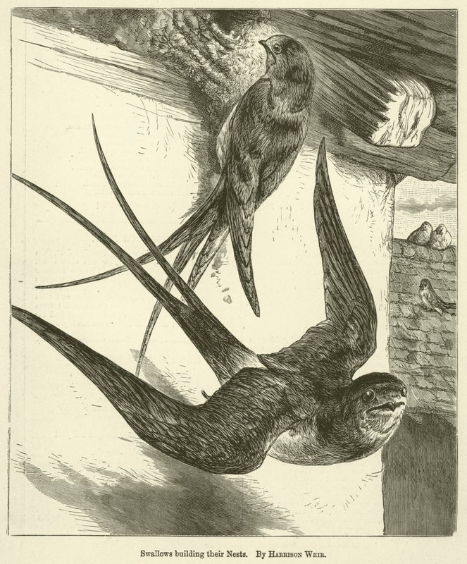 Schwalben bauen ihre Nester von Harrison William Weir