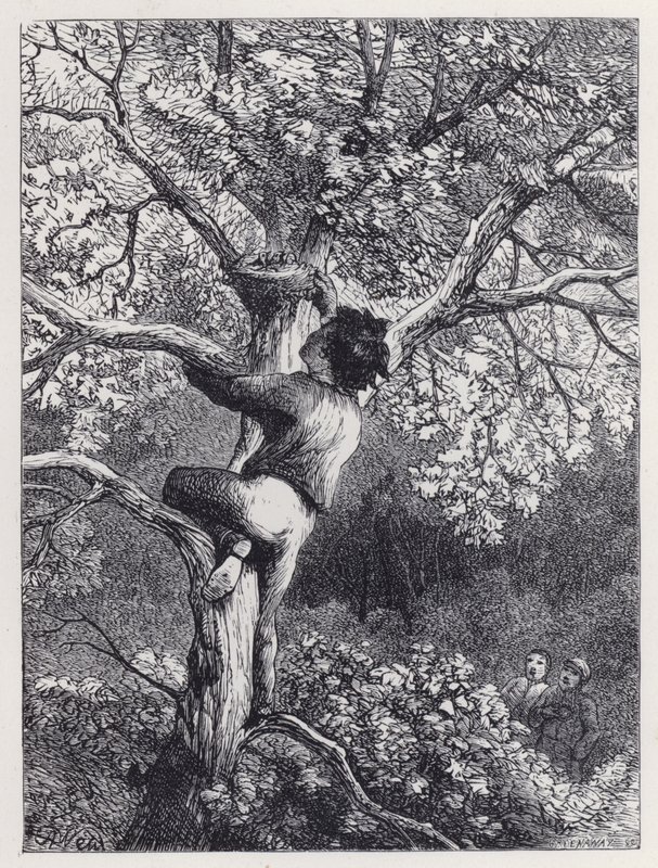 Das Nest der Hänflinge nehmen (Stich) von Harrison William Weir