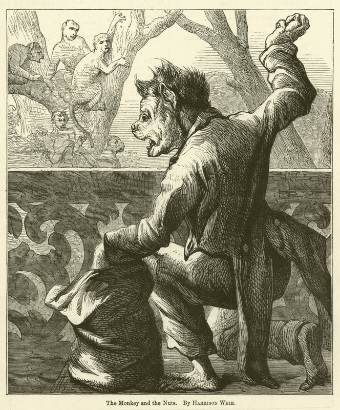 Der Affe und die Nüsse von Harrison William Weir