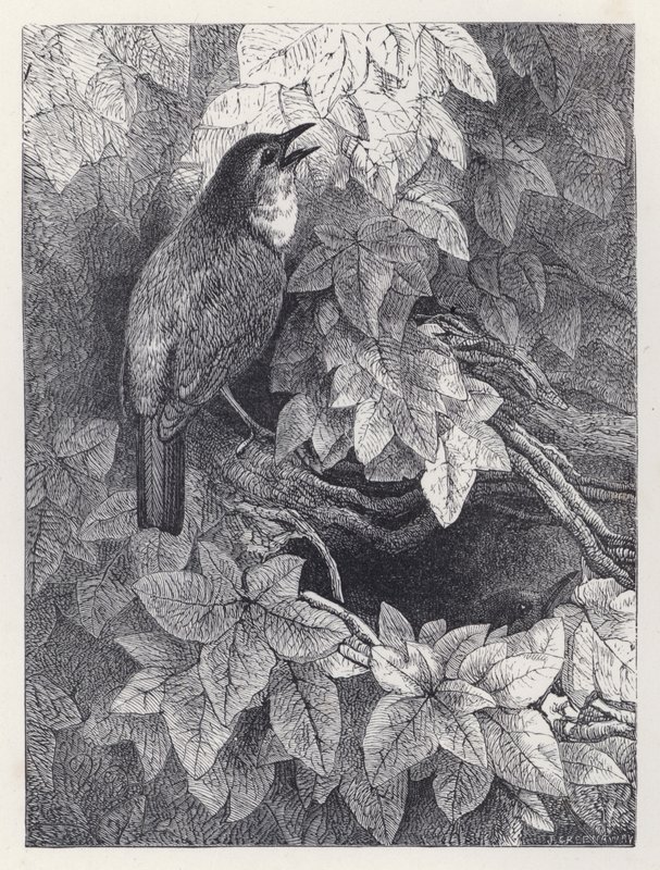 Das Nest der Rotkehlchen (Stich) von Harrison William Weir