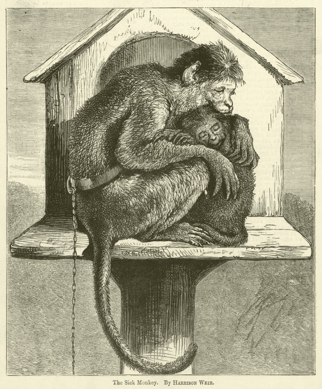 Der kranke Affe von Harrison William Weir