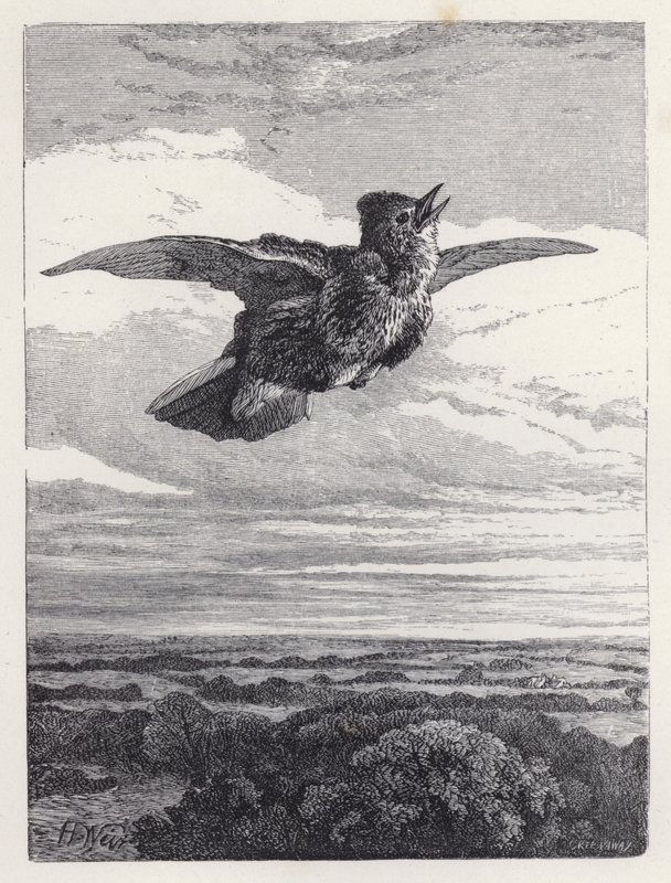 Das Lied der Feldlerche von Harrison William Weir