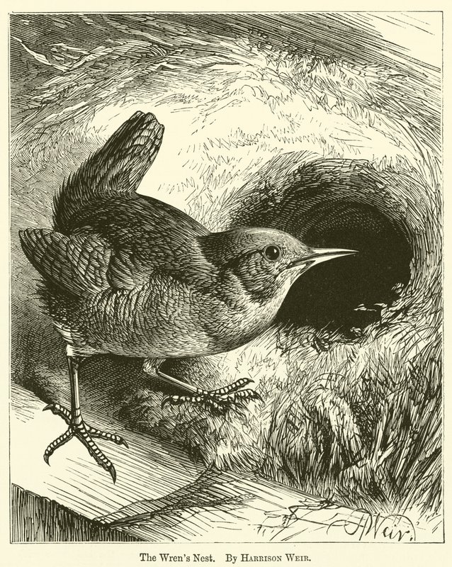 Das Nest der Zaunkönige von Harrison William Weir