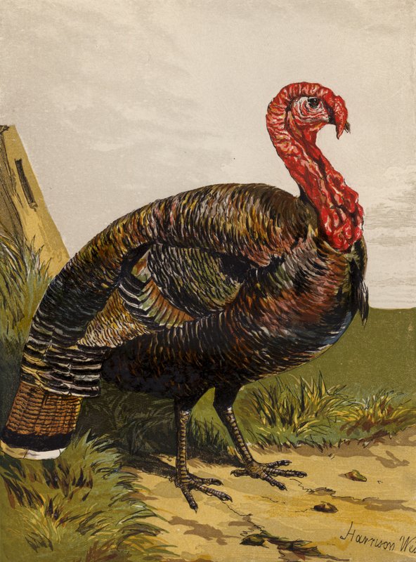 Truthahn (Chromolithografie) von Harrison William Weir