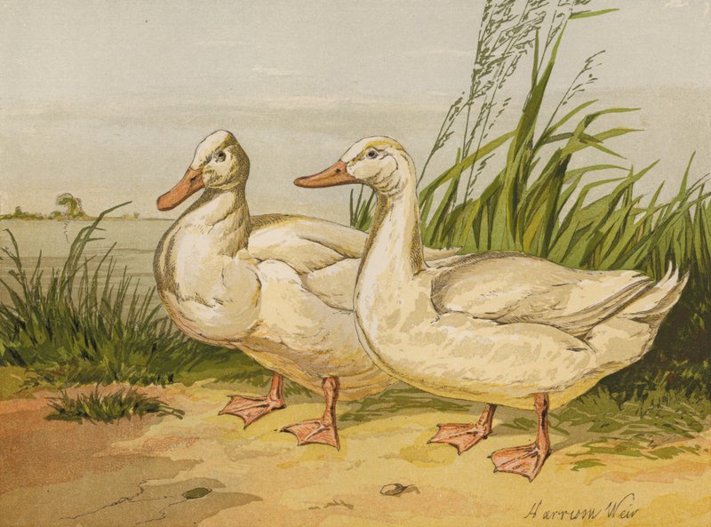 Weiße Aylesbury-Enten von Harrison William Weir