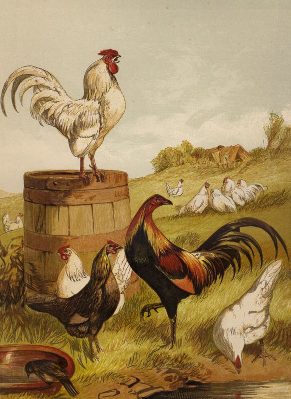 Weiße und Spiel-Bantams von Harrison William Weir