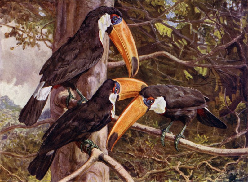 Eine Gruppe von Toco-Tukanen von Harry Hamilton Johnston
