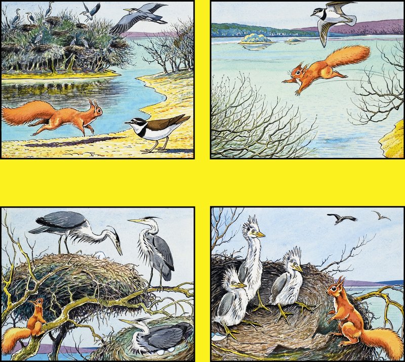 Kleines rotes Eichhörnchen von Harry M. Pettit