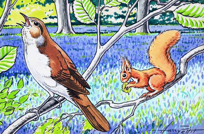 Kleines rotes Eichhörnchen von Harry M. Pettit