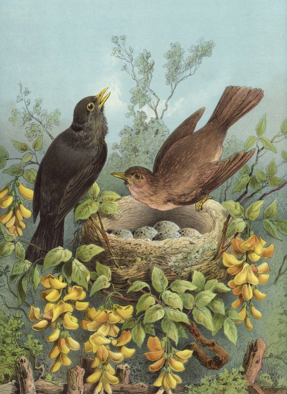 Amsel von Hector Giacomelli