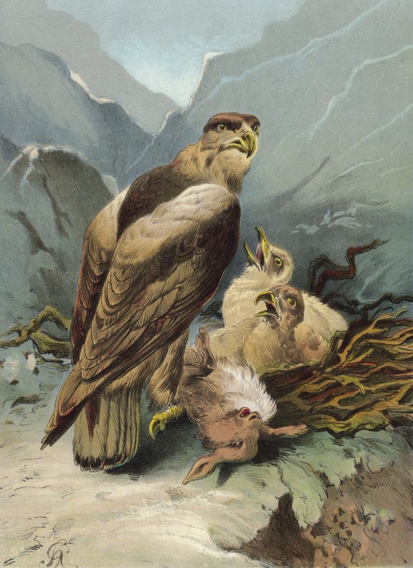 Adler und seine Jungen von Hector Giacomelli