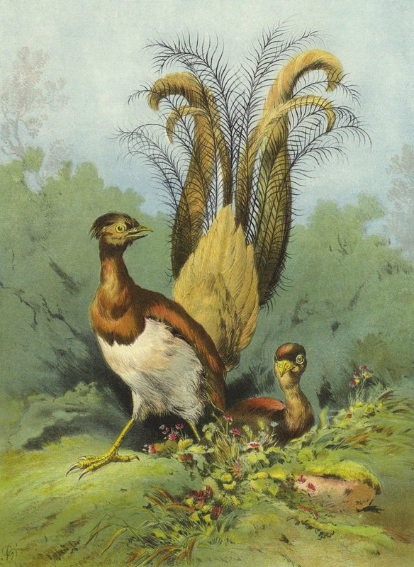Leierschwanz von Hector Giacomelli