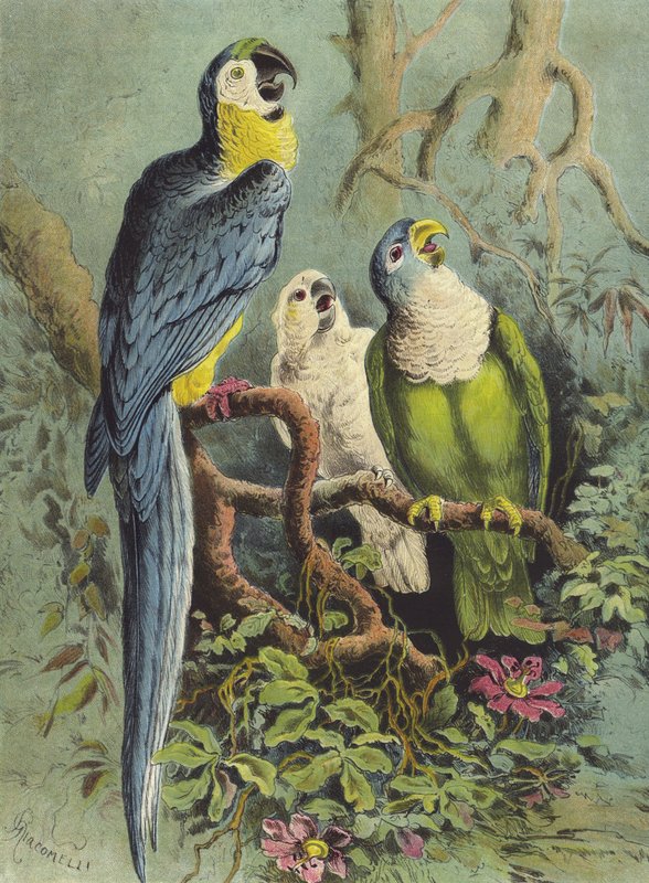 Papageien von Hector Giacomelli