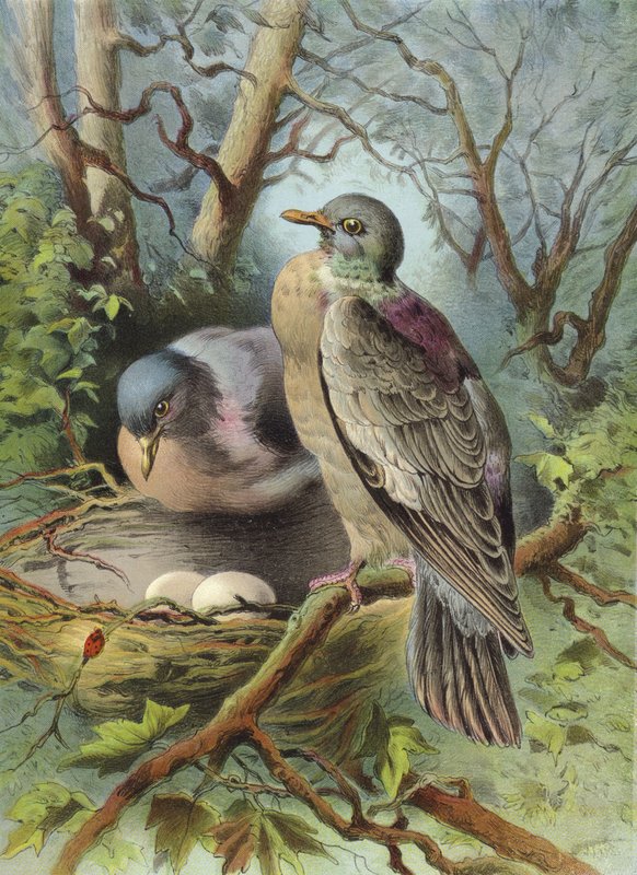 Ringeltaube von Hector Giacomelli