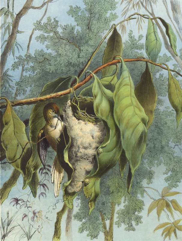 Schneidervogel von Hector Giacomelli