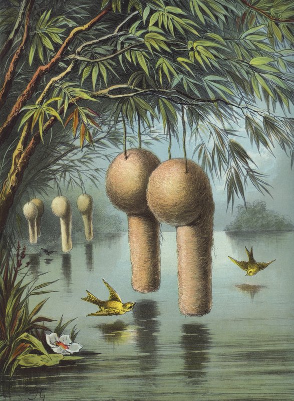 Der Baya-Weber von Hector Giacomelli