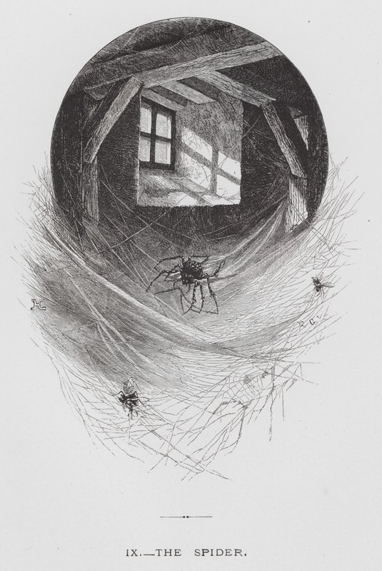Das Insekt: Die Spinne (Stich) von Hector Giacomelli
