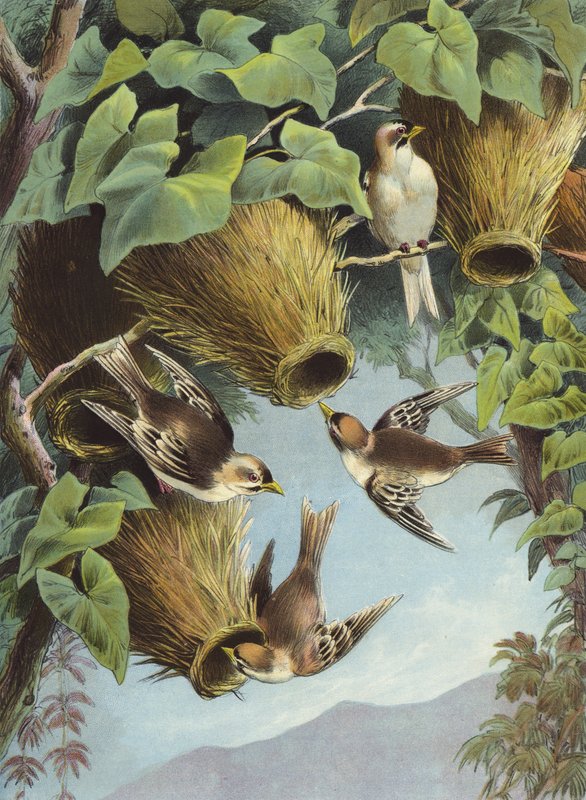 Webervogel von Hector Giacomelli