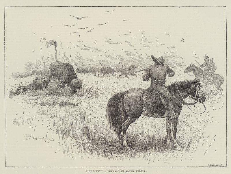 Kampf mit einem Büffel in Südafrika von Henry Charles Seppings Wright