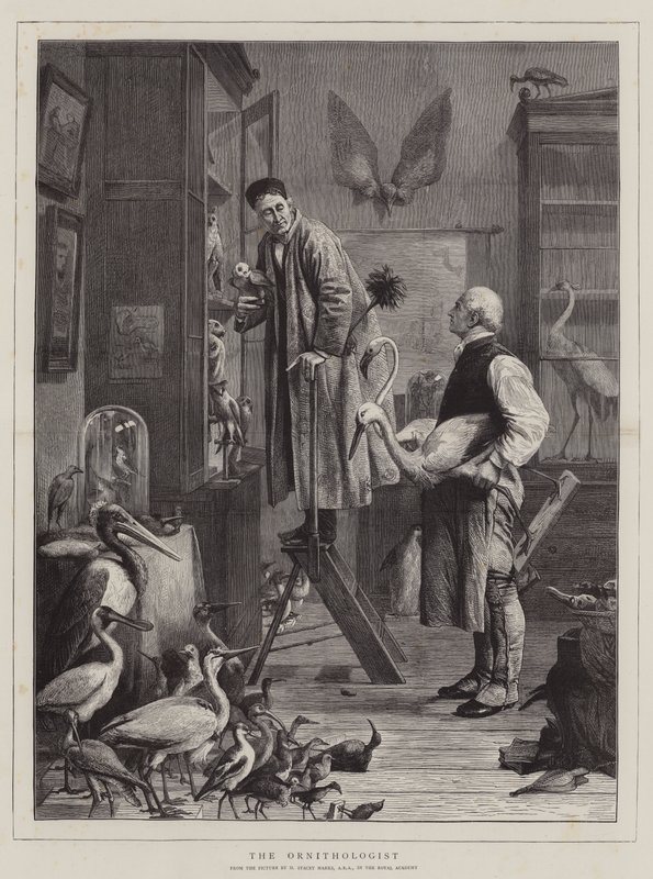 Der Ornithologe von Henry Stacey Marks
