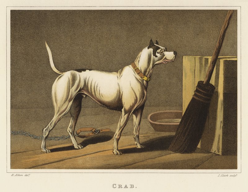 Krabbe von Henry Thomas Alken