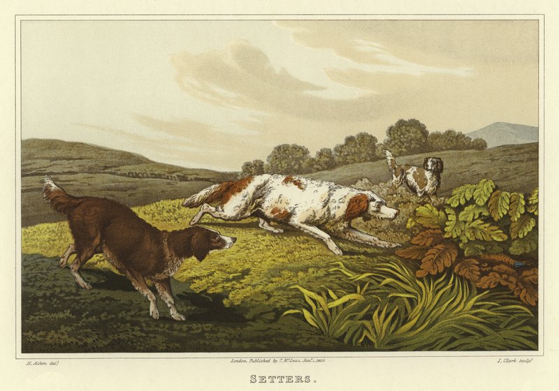 Setters von Henry Thomas Alken