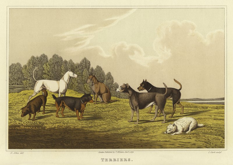 Terrier von Henry Thomas Alken