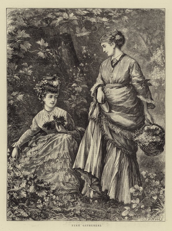 Farnsammler von Henry Woods