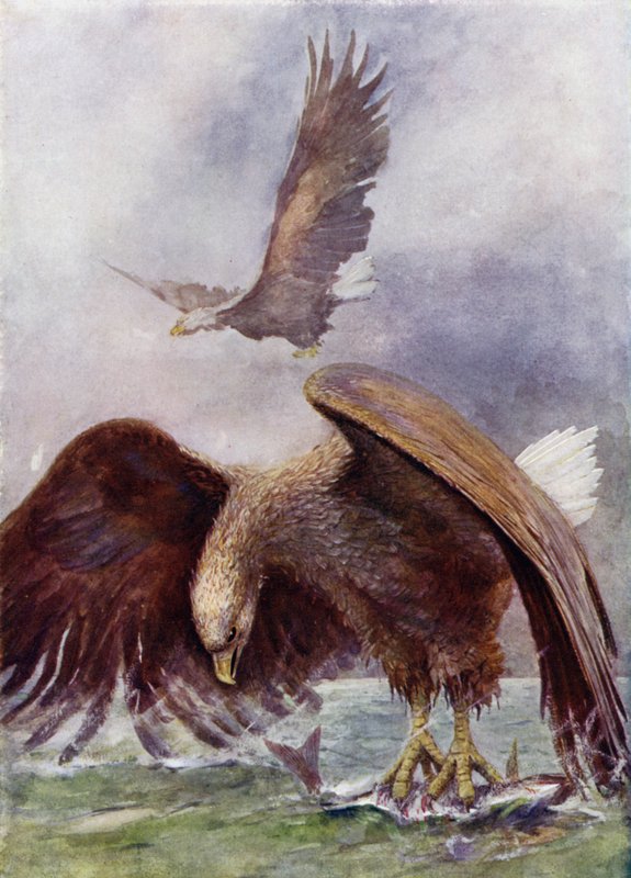 Ein Seeadler beim Fischen von Henry Charles Seppings Wright