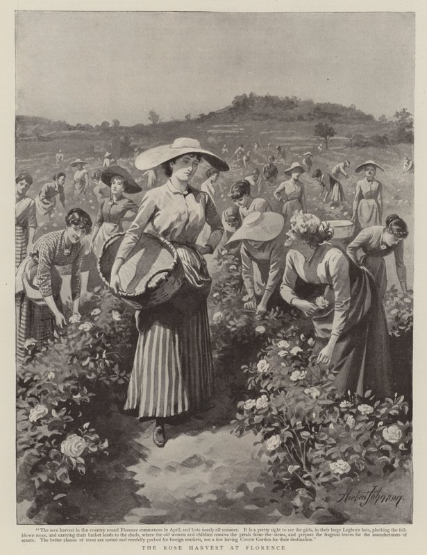 Die Rosenernte in Florenz von Herbert Johnson