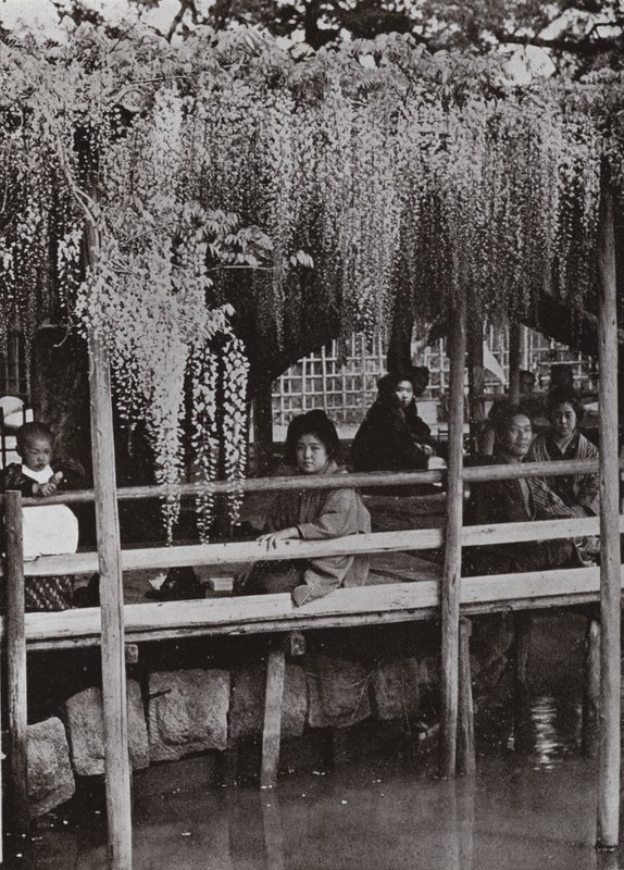 Ein Glyzinienlaubengang in Kameido von Herbert Ponting