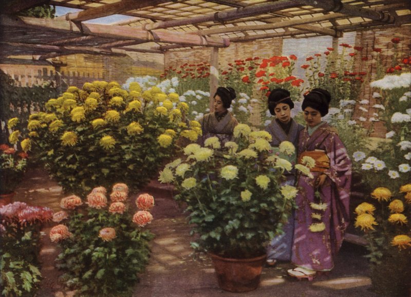 Auf der Chrysanthemen-Ausstellung von Herbert Ponting