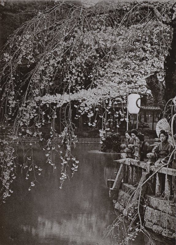 Kirschblütenzeit in Japan von Herbert Ponting