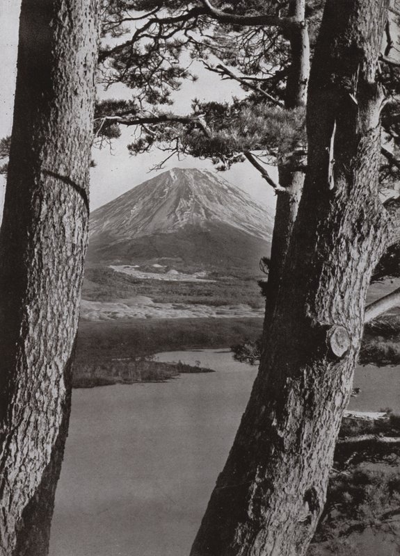 Fuji und die Kiefern von Herbert Ponting