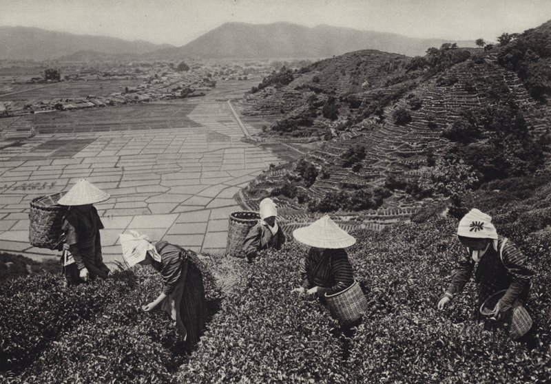 Japan in den 1920er Jahren: Teeernte von Herbert Ponting