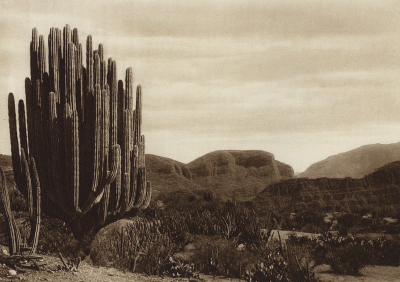 Mexiko: Cuicatian, "Cereus candelabrum" von Hugo Brehme