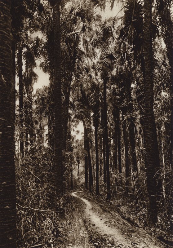 Mexiko: Tamasopo, Palmenhain von Hugo Brehme