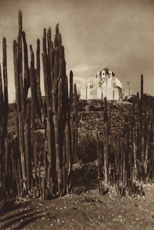 Mexiko: Zapottlan, "Cereus bavosus" von Hugo Brehme