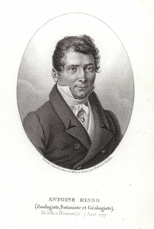 Antoine Risso von Italian School