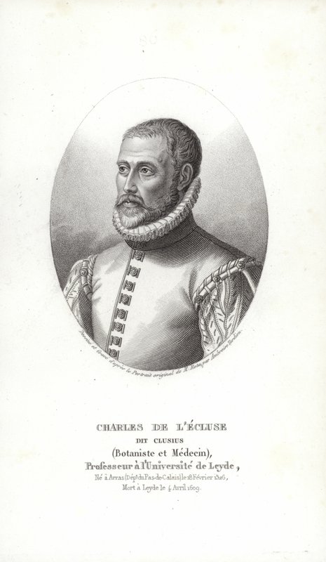 Carolus Clusius von Italian School