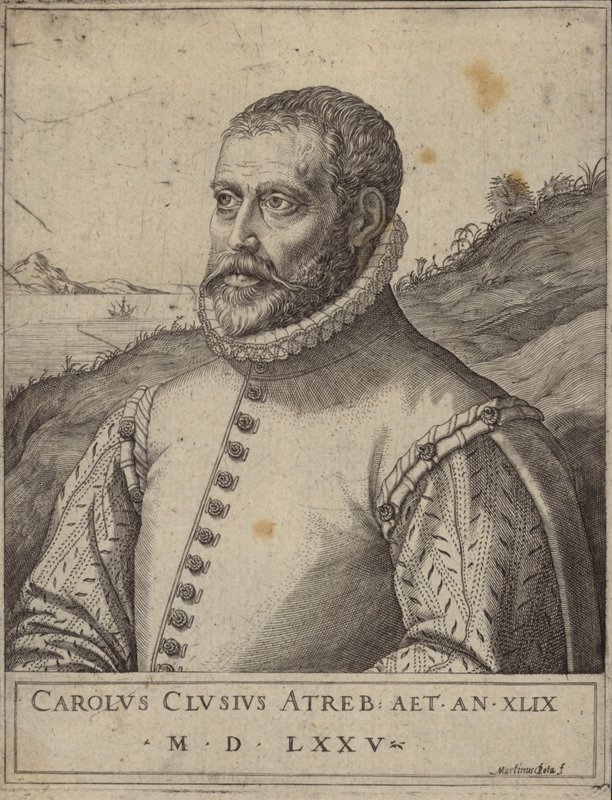 Porträt von Carolus Clusius von Italian School