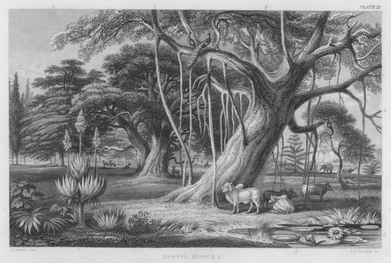Banyan, Baobab usw. von J. (after) Stewart